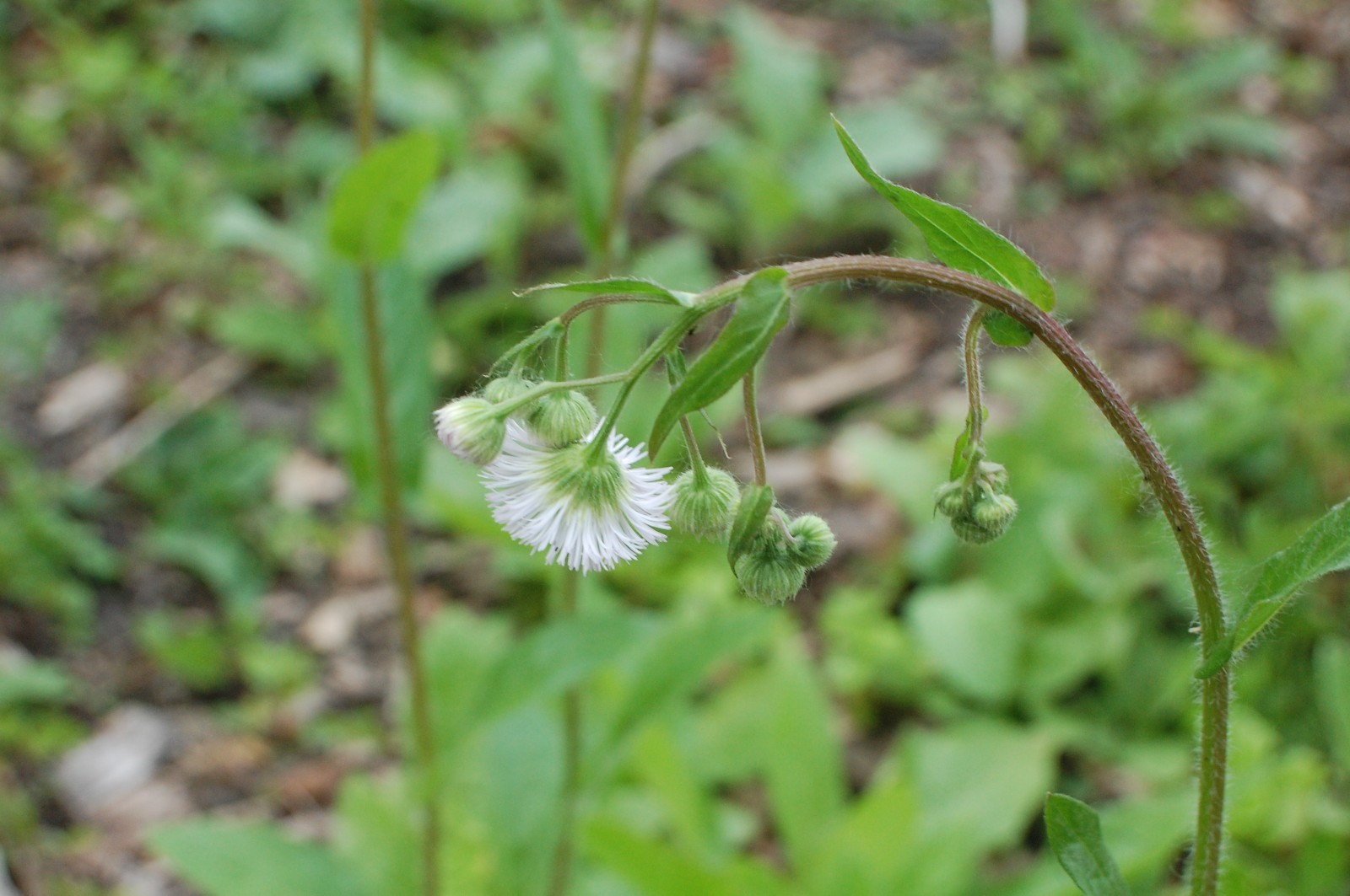1/4 TSP + PHILADELPHIA FLEABANE DAISY SEEDS/Erigeron philadelphicus/NATIVE US