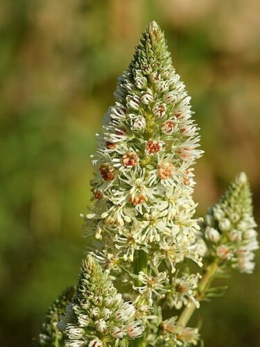 1oz Sweet White Mignonette Reseda odorata FRAGRANT Flower Seeds ( 25,000 Seeds)
