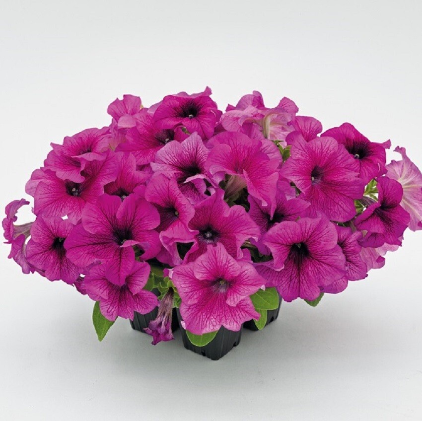 Petunia Success 360 Burgundy Vein 50 Pelleted Petunia Seeds
