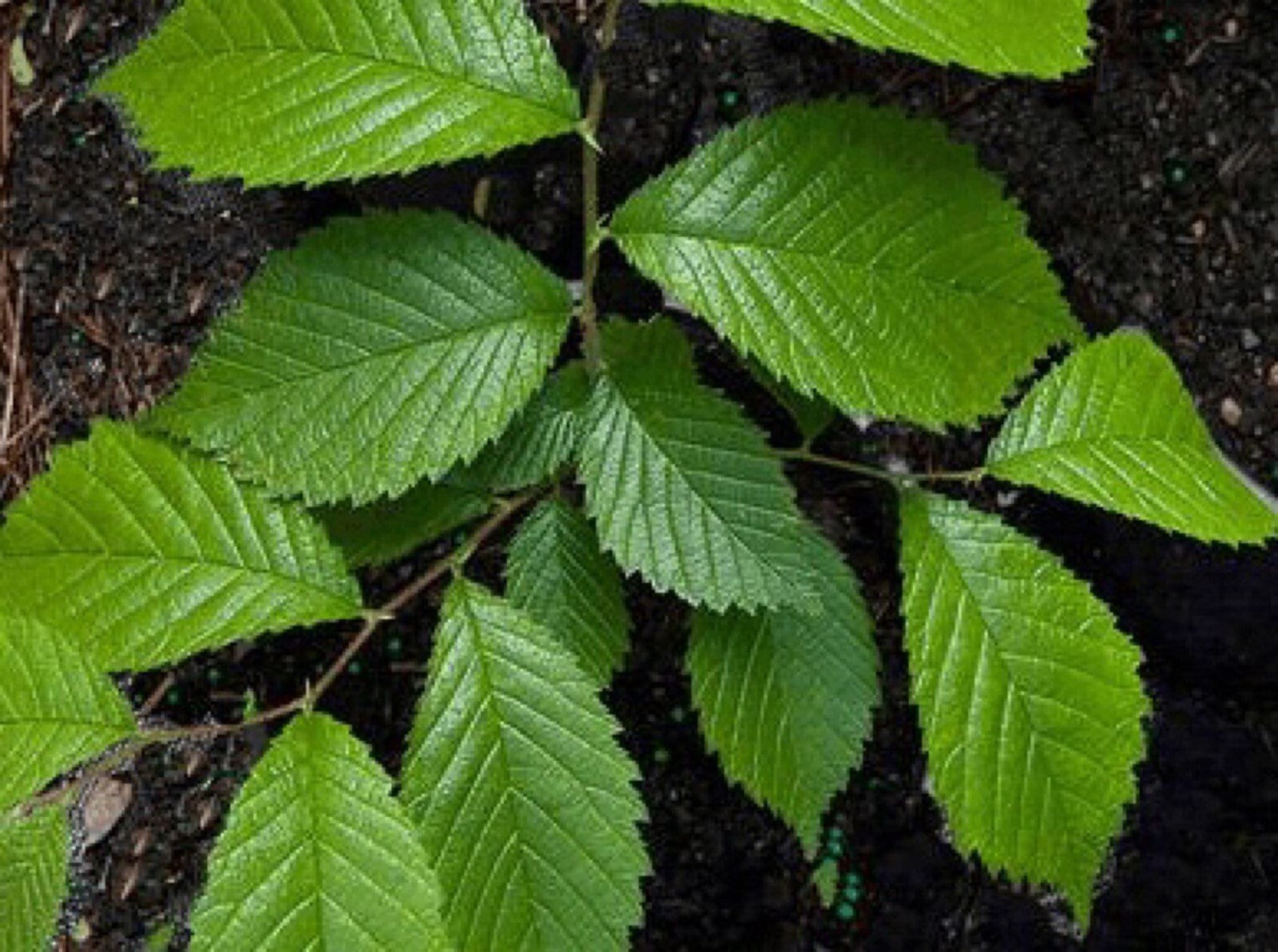 4-6 inches tall Slippery Elm tree 1 year old plant (Ulmus Rubra) Bare root