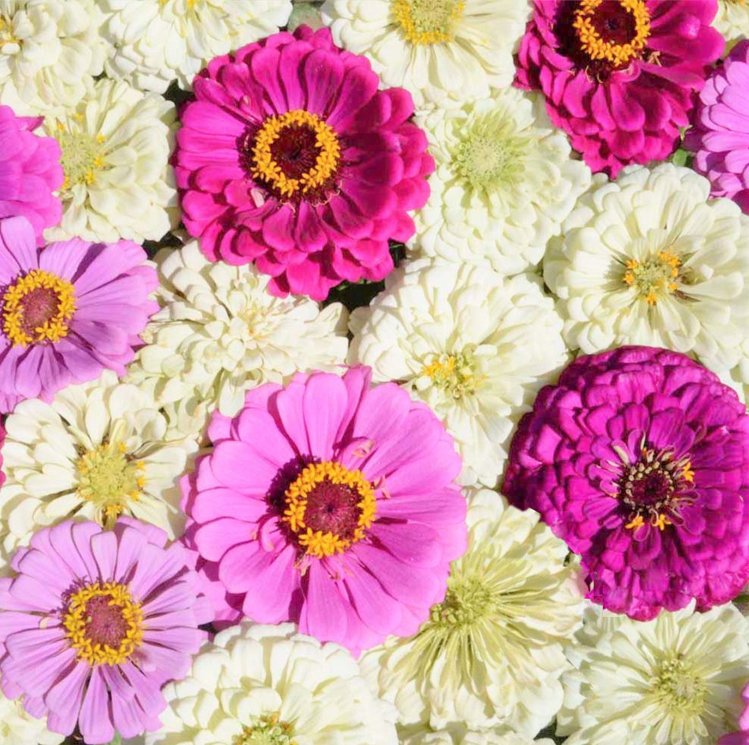 Blueberry Cheesecake Mix Zinnia Seeds | Purple Lavender White Flower Seed 2024