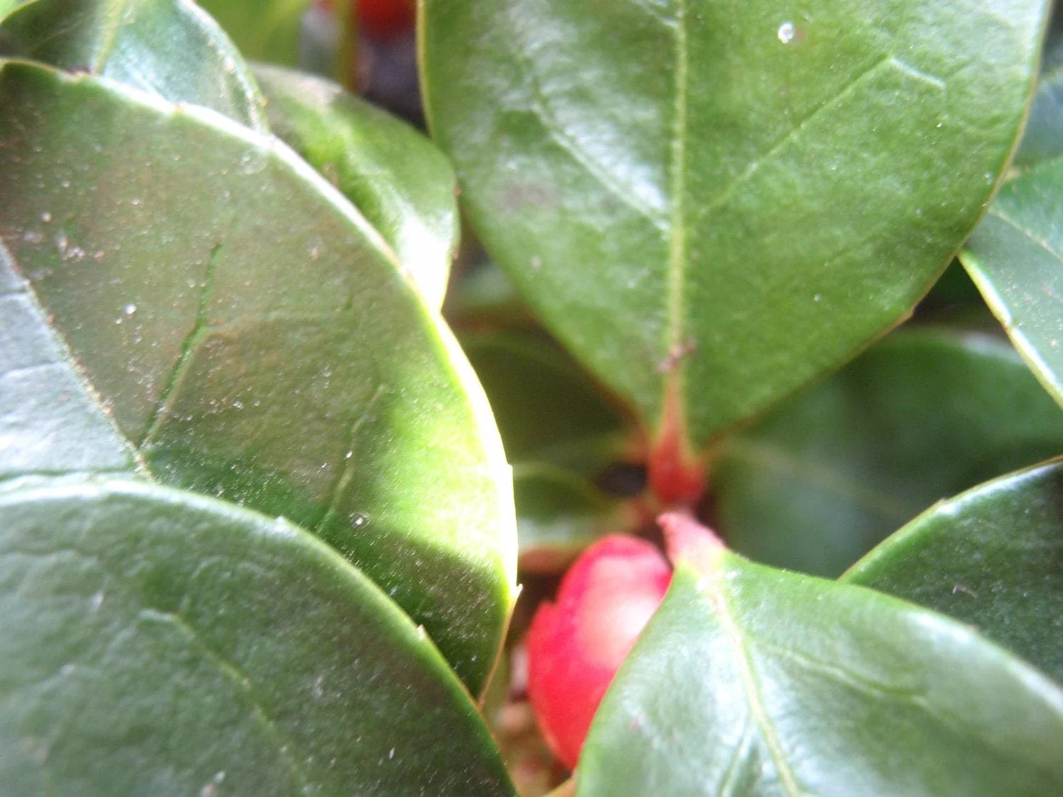 20 Creeping WINTERGREEN / TEABERRY Gaultheria Procumbens Evergreen Flower Seeds