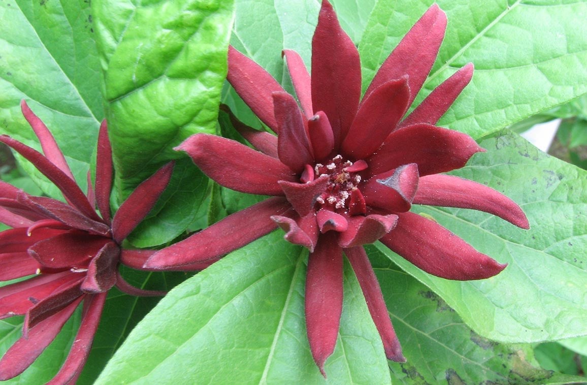 1 Sweet Shrub 12-24″ Calycanthus floridus Bare Root