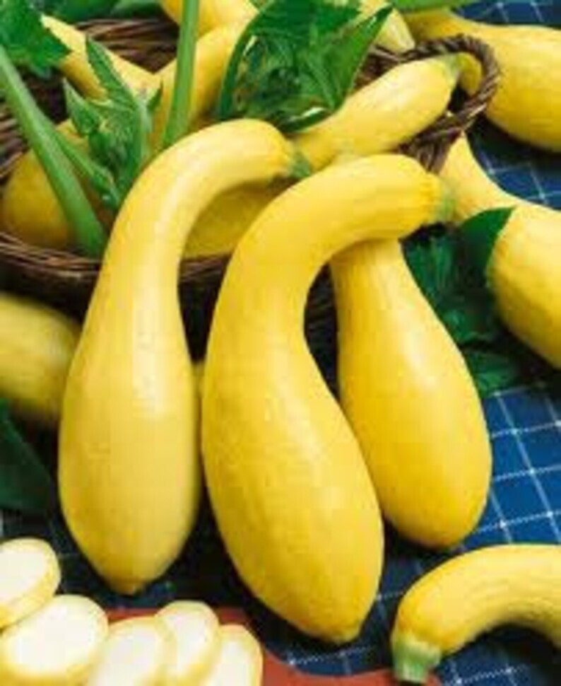100+ Yellow Crookneck Squash Seeds – Golden Summer — Heirloom – NON GMO – FRESH