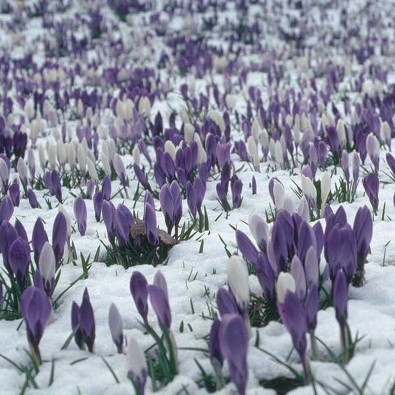 20 EXOTIC RARE CROCUS SEEDS for garden flower beds plant bush USA SELLER USPS