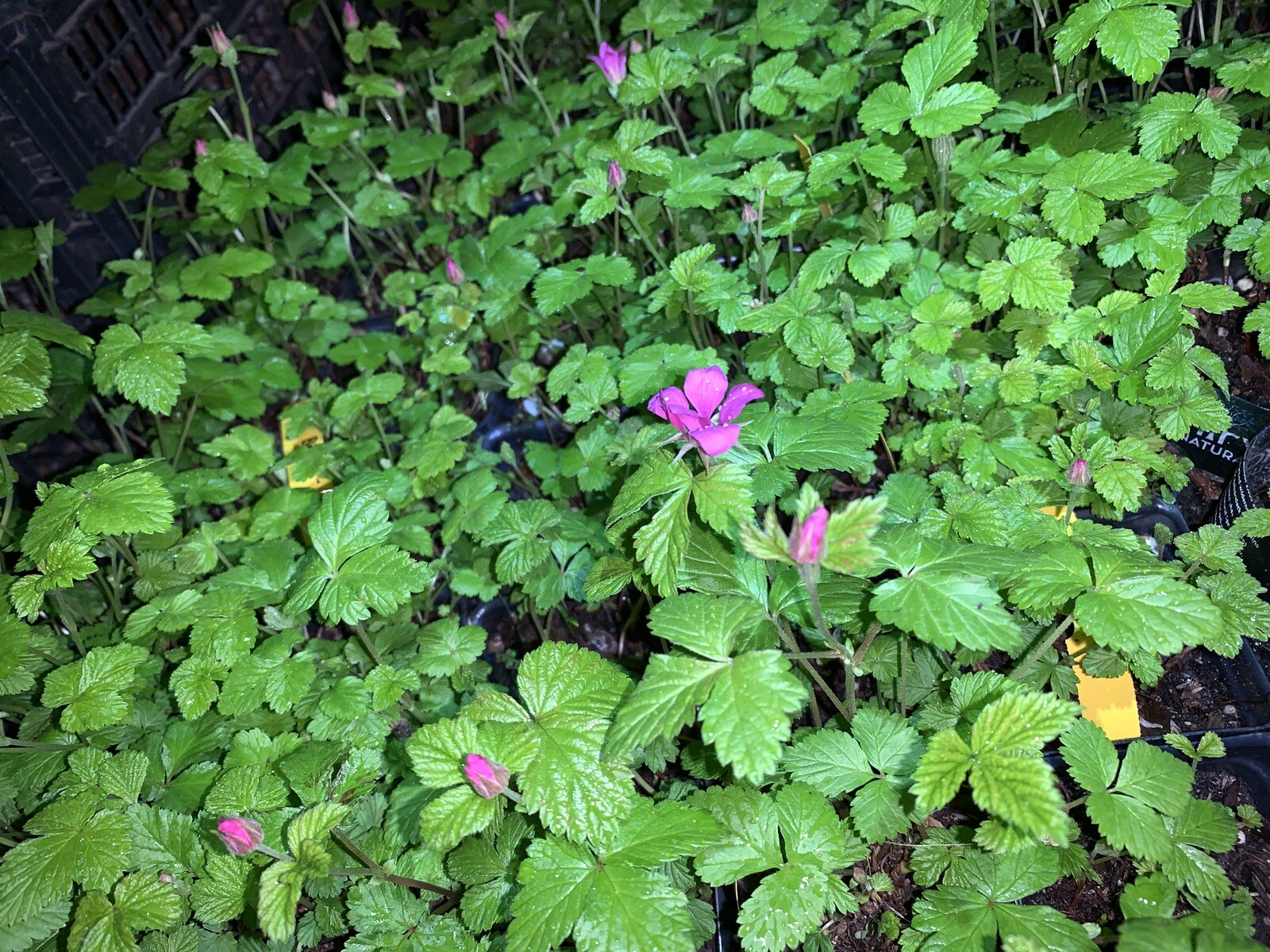 Arctic Raspberries ‘Beta’ and ‘Sophia’ (Rubus arcticus x stellarcticus) 2 pots