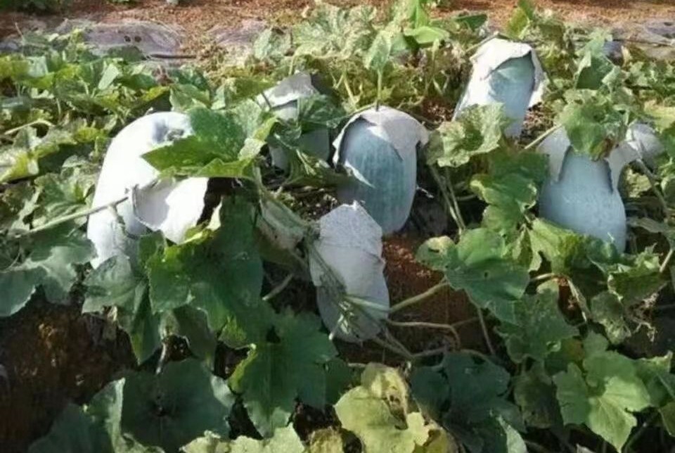 20+ Wax Gourd Seeds White Ash Gourd Winter Melon Dong Gua (Alu) Puhul USA