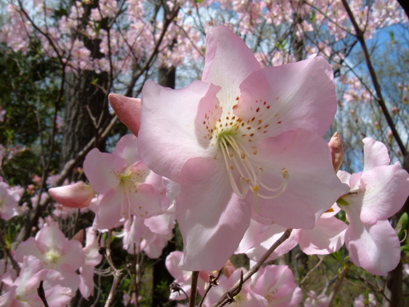 Royal Azalea, Rhododendron schlippenbachii, Seeds (Showy, Fragrant, Fall Color)