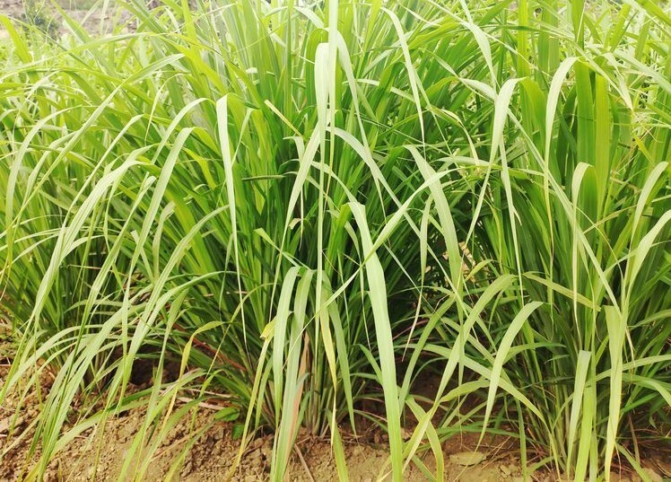 100+Lemongrass Seeds West Indian Culinary Herb perennial plant seeds USA