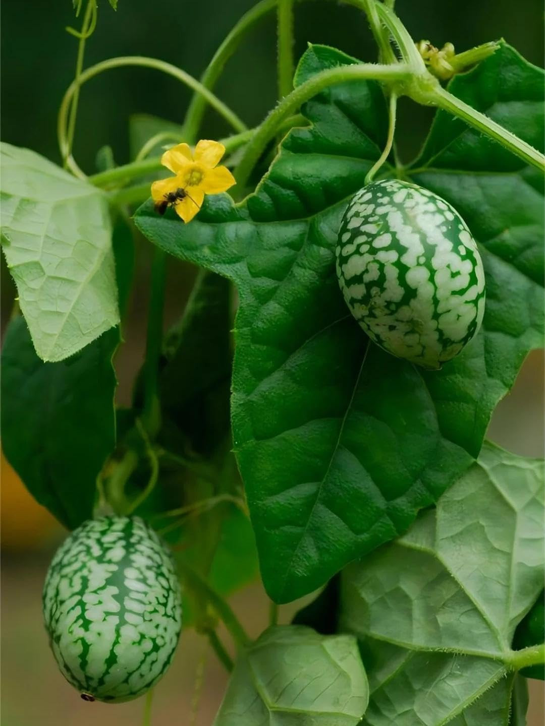 80 Count Premium Cucamelon Seeds for Planting – Rare Mini Thumb Watermelon, Mexi