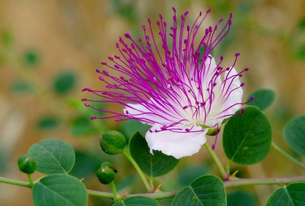 Capparis spinosa | Caper Bush | Flinders Rose | 100 Seeds