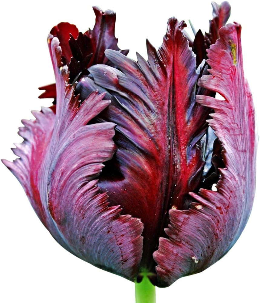 Black Parrot Tulip – 5 Bulbs – Dramatic Dark Purple-Black Blooms – Unique Fri…