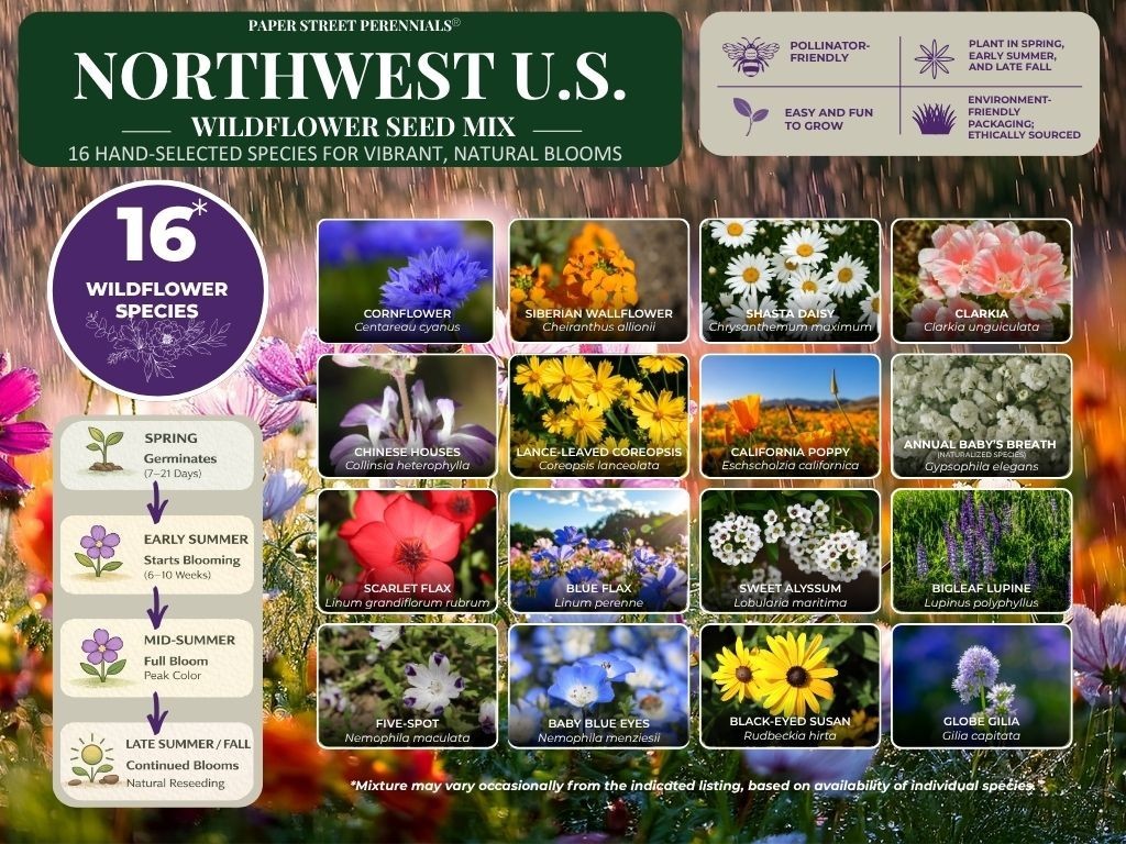 1/4 Pound Northwest U.S. Bulk Wildflower Seed Mix 1/4lb Covers 750sq-ft