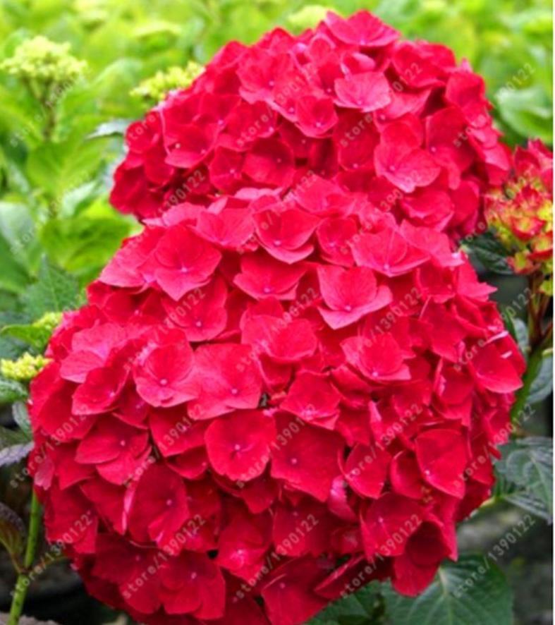 10 EXOTIC RARE HYDRANGEA SEEDS for garden flower beds plant bush USA SELLER USPS