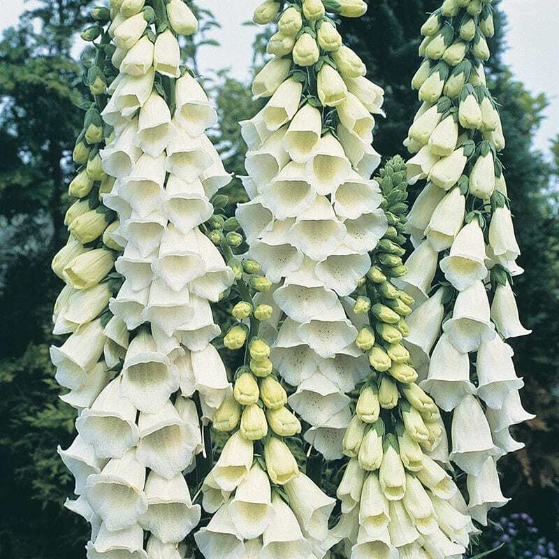 Alba Foxglove Seeds | Non-GMO | Free Shipping | Seed Store | 1244