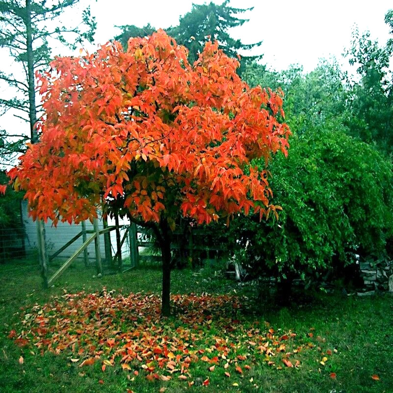 20 JAPANESE PERSIMMON TREE SEEDS (Diospyros Kaki) Asia Hardy Garden Fruit Plant