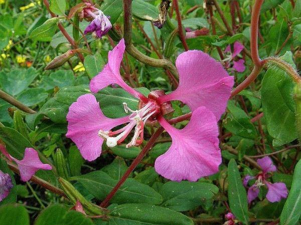 Clarkia concinna | Red or Pink Ribbons | 15 Seeds