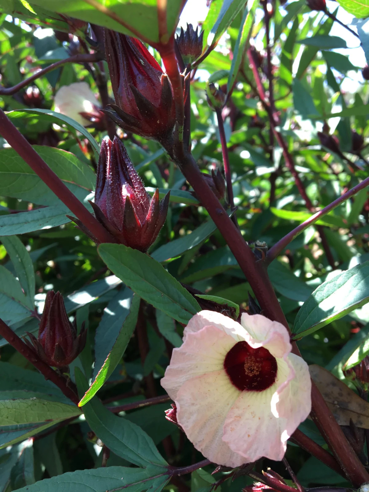 100+ Roselle Seeds for Planting Red Sorrel Jamaican Tea Florida Cranberry