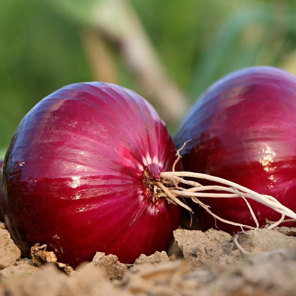 Red Creole Onion Seeds, NON-GMO, Short Day, Variety Sizes, FREE SHIPPING