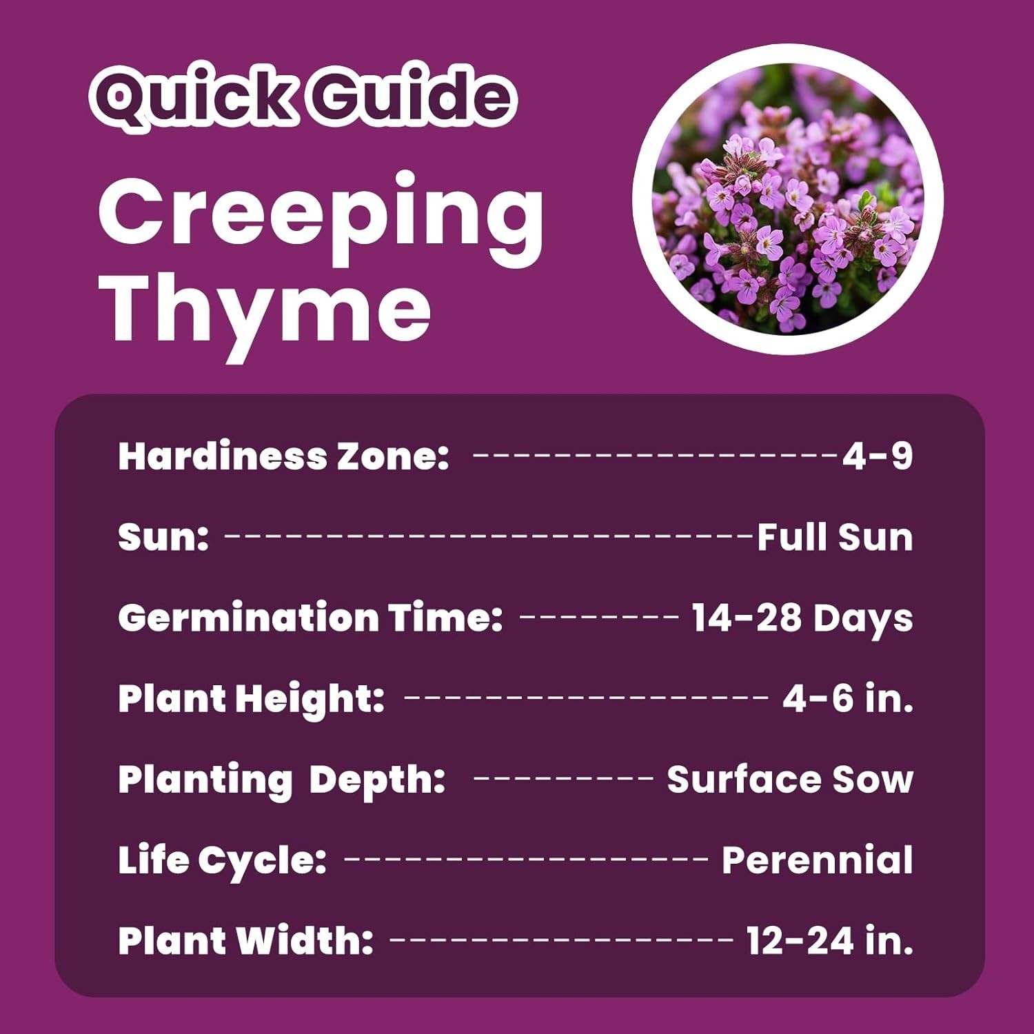 20000+ Creeping Thyme Seeds – Fragrant Ground Cover for Low-Maintenance Gardens