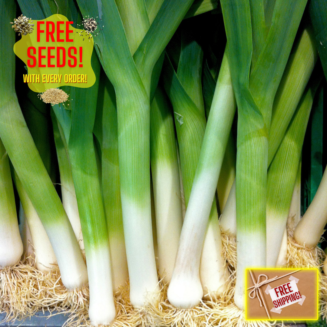 Fresh Premium American Flag Leek Seeds | Heirloom Non-GMO | Vegetable Seeds