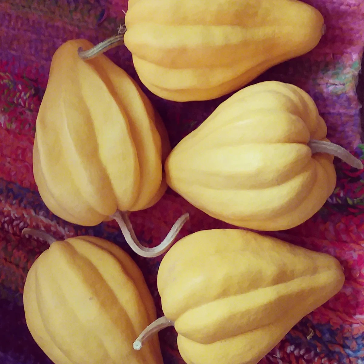 Thelma Saunders Acorn Winter Squash Seeds, NON-GMO, Potato Squash, FREE SHIPPING