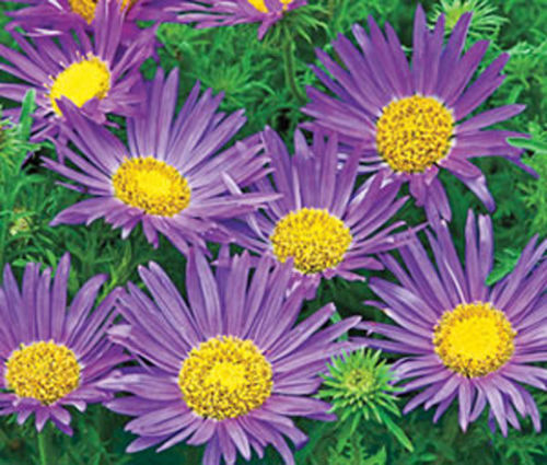150 SEEDS – buy any 10=FREE SHIPPING – TAHOKA DAISY prairie aster BLUE GroCo*