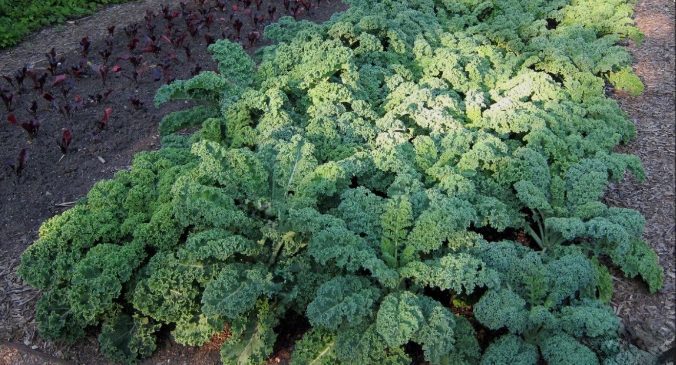 200+ Vates Blue Curled Scotch KALE – Fresh Organic Seeds – Heirloom USA 🇺🇸