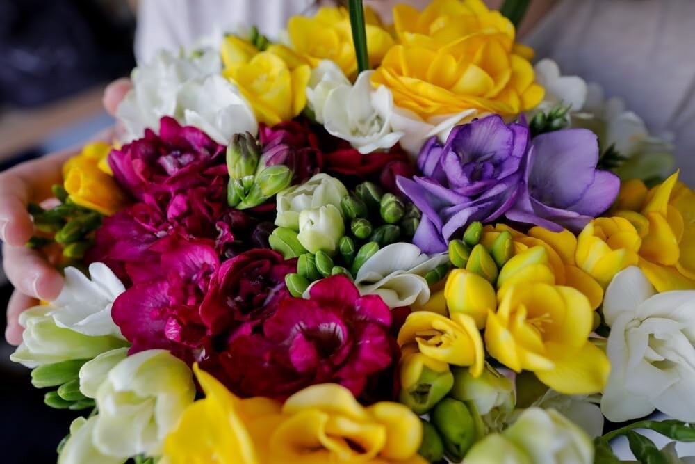 Double Freesia Flower Bulbs