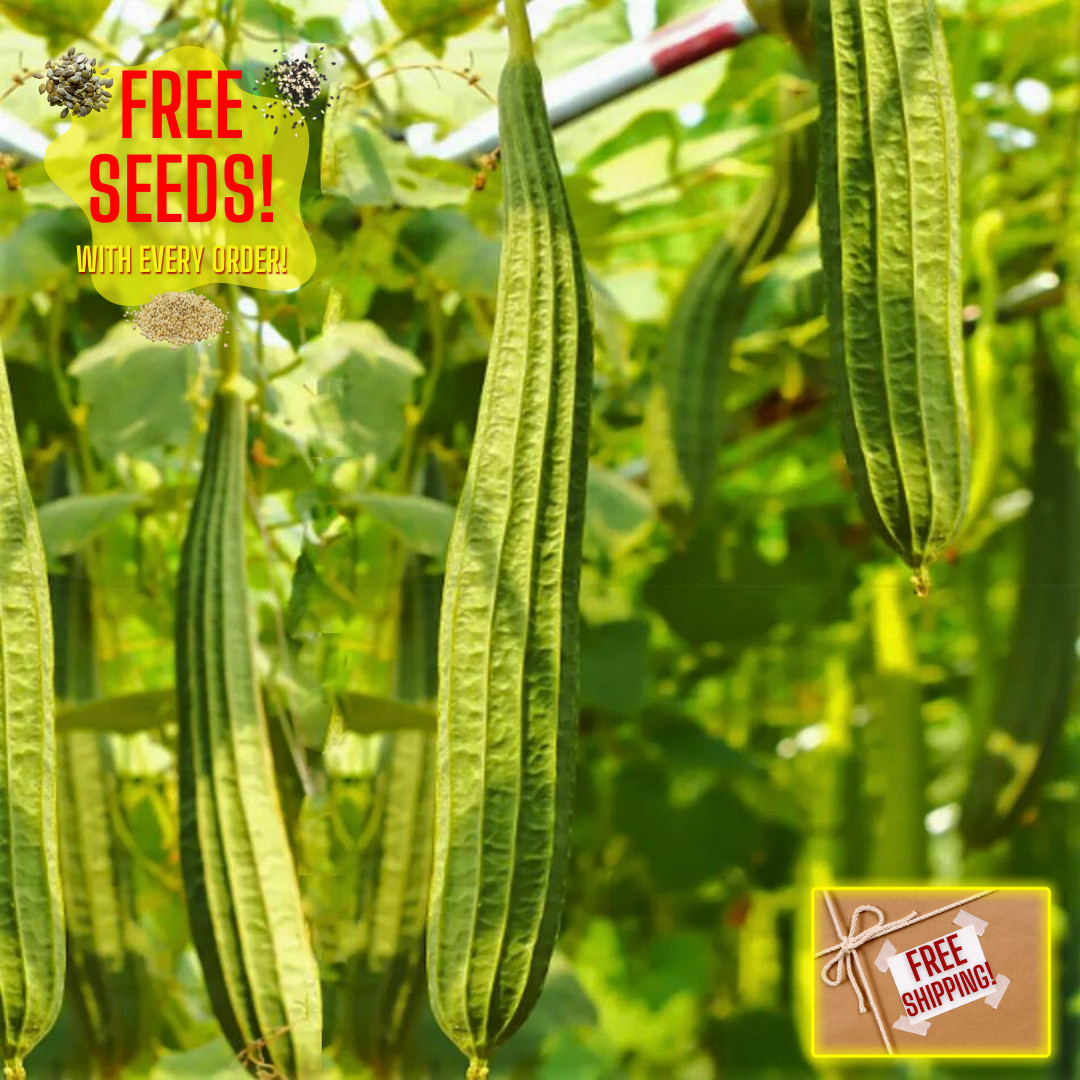 Fresh Chinese Okra Seeds | 15 Seeds | Heirloom Non-GMO | Asian Vegetable Seeds