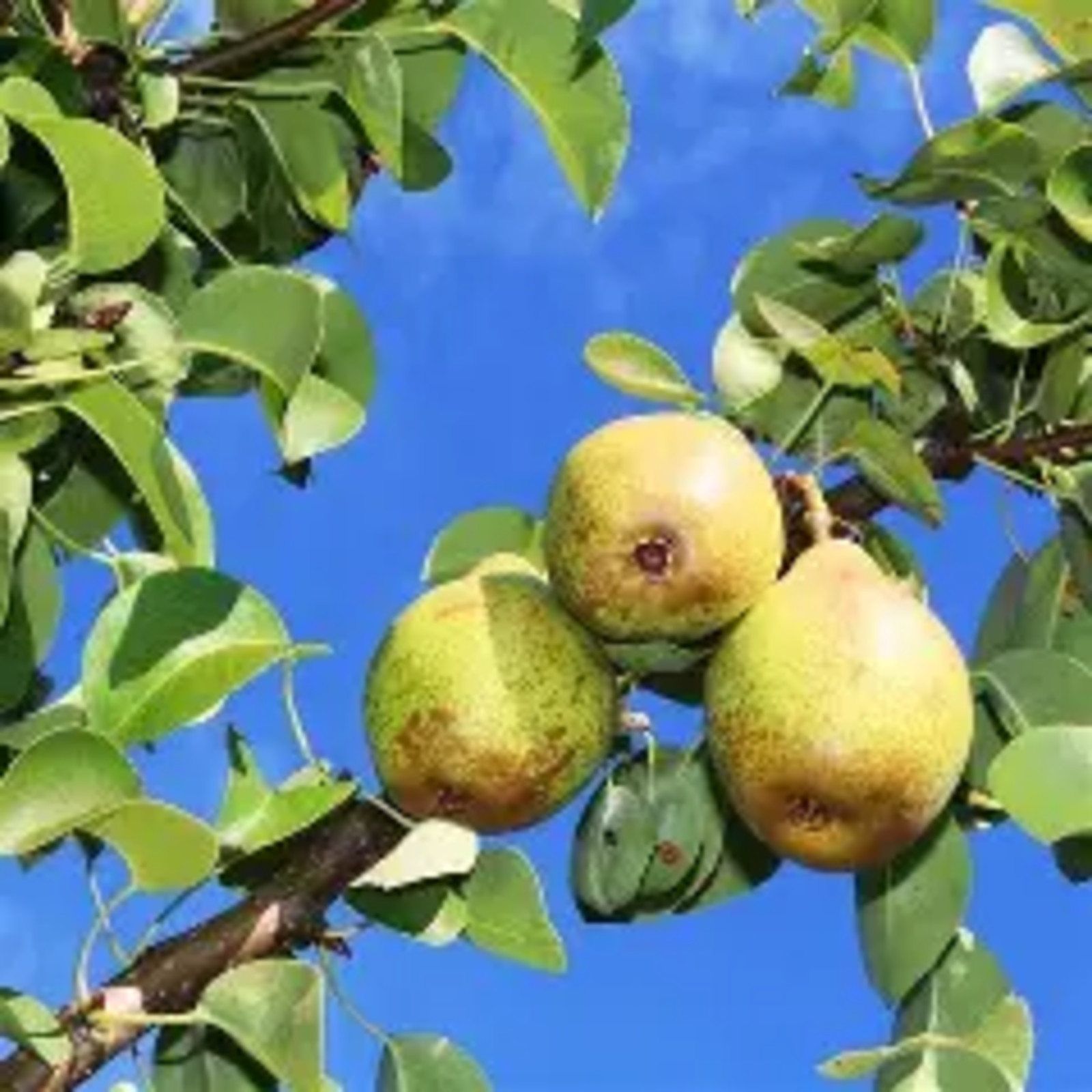 25Pyrus communis xKirschensaller (Kirschensaller Pear) Fruit Seeds, Sweet Fruits