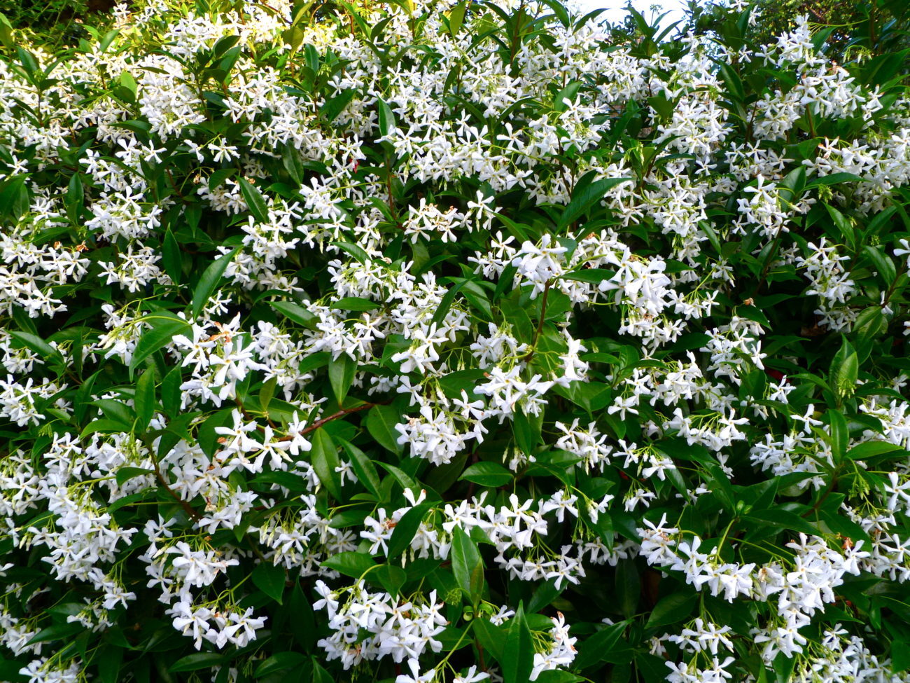 Trachelospermum jasminoides MADISON HARDY JASMINE Seeds!