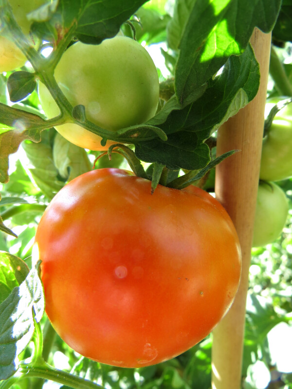 Extrim – a hardy and productive container tomato