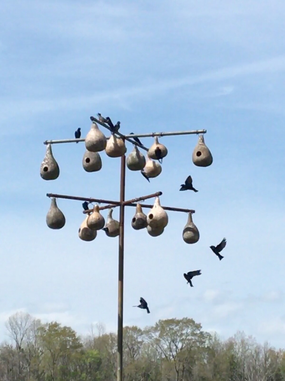 50+ Purple Martin birdhouse gourd seeds – the original from Alabama gourd seeds