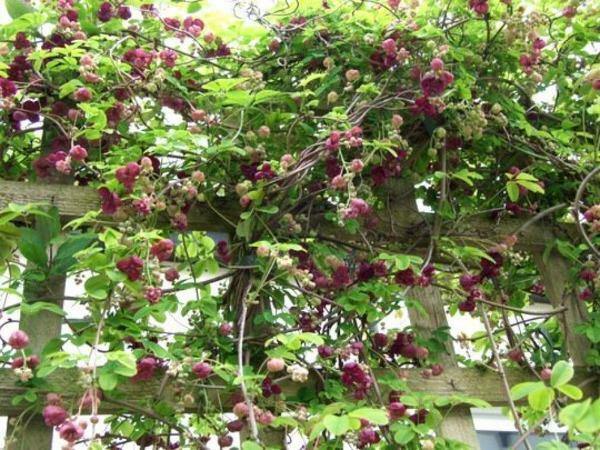 Akebia quinata | Chocolate Vine | Fiveleaf Akebia | 5 Seeds