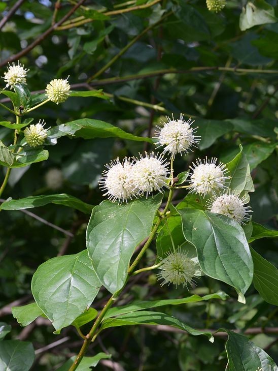 Buttonbush (Cephalanthus occidentalis) Seed Pack ~100 Seeds Pennsylvania Ecotype