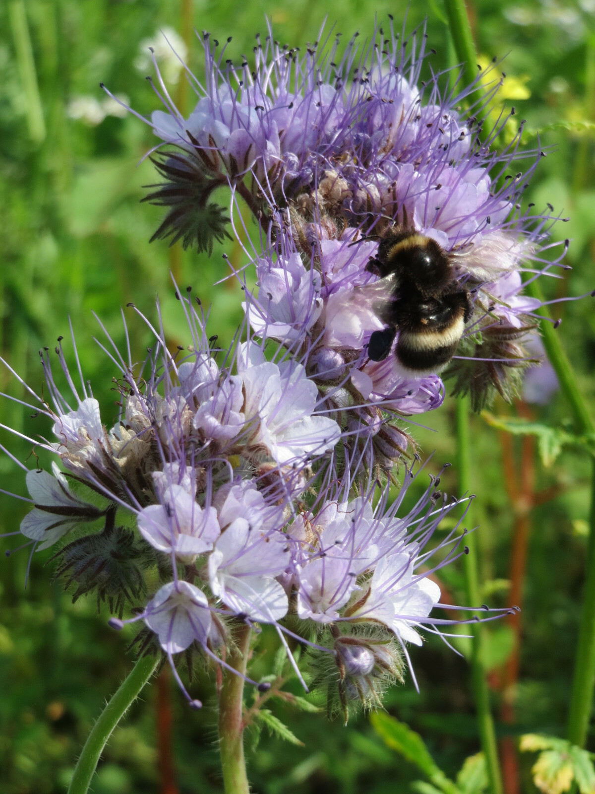 300+ LACY PHACELIA SEEDS Phacelia Tanacetifolia cover crop, attract pollinators