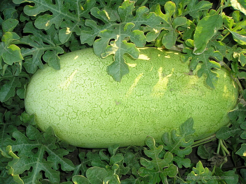 Watermelon Seeds Charleston Grey 20 Ct NON-GMO 25-35 LBS US SELLER FREE SHIPPING