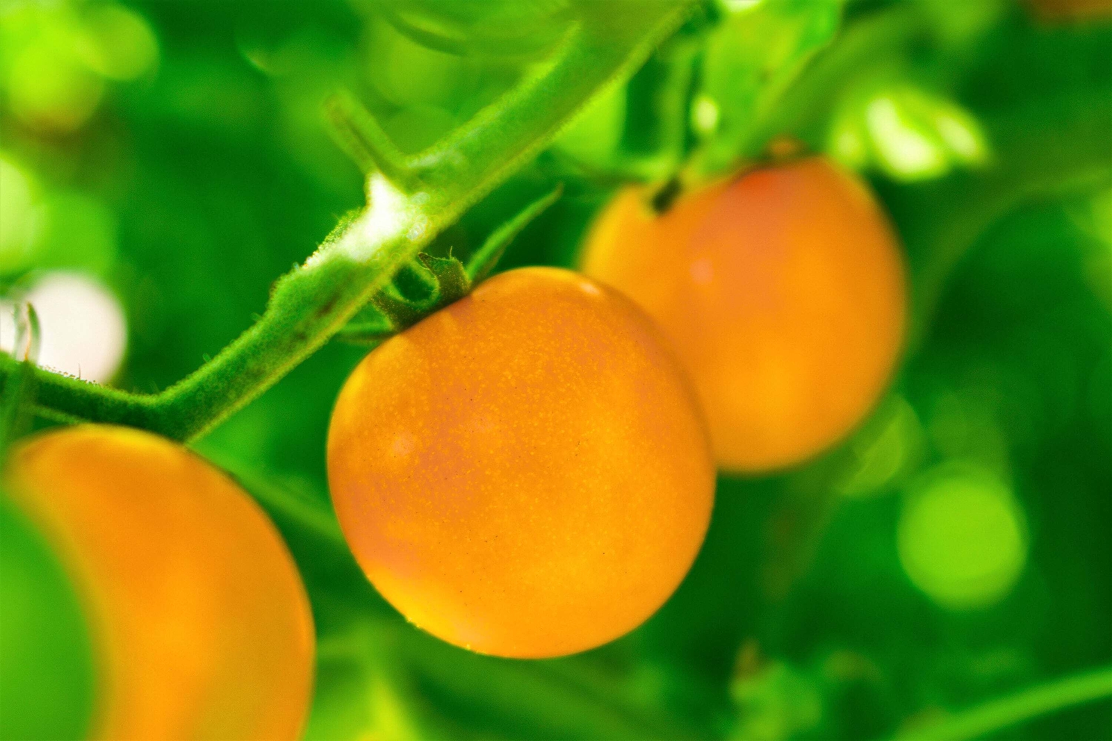100 ORANGE CHERRY TOMATO Heirloom Solanum Lycopersicum Indeterminate Seeds