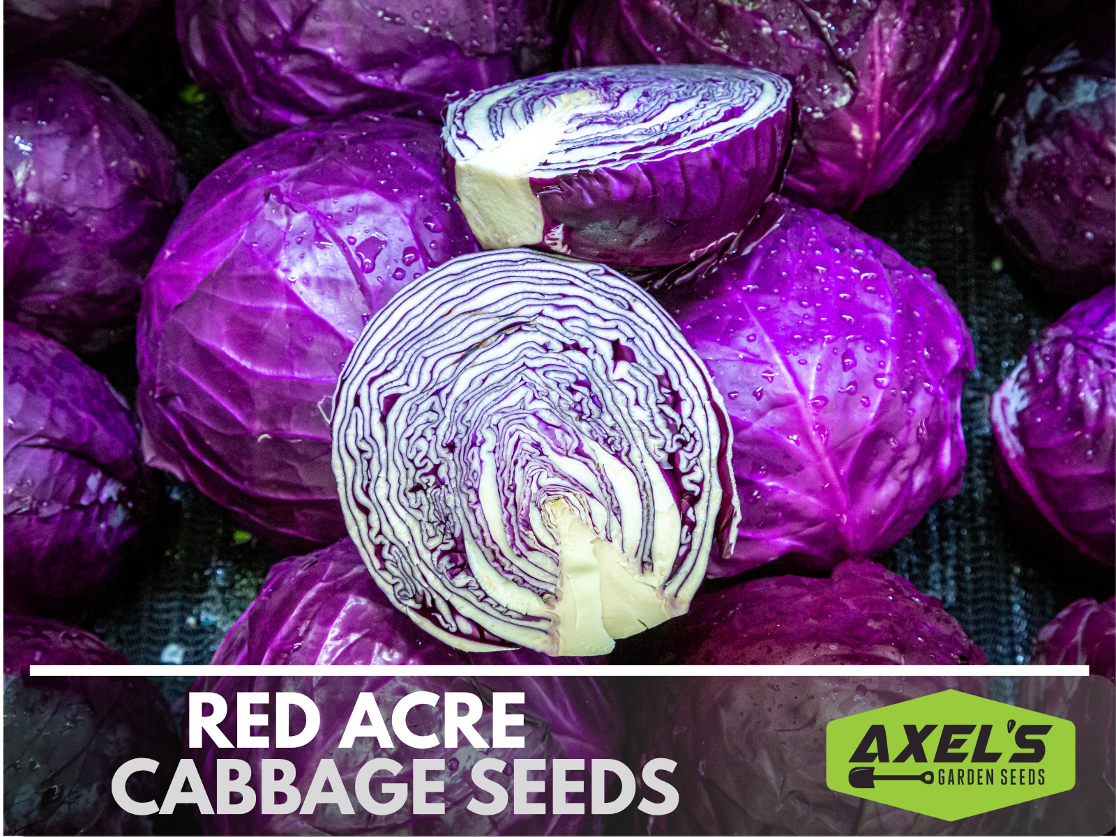 Red Acre Cabbage Seeds | Non-GMO | Heirloom | Fresh Garden Seeds