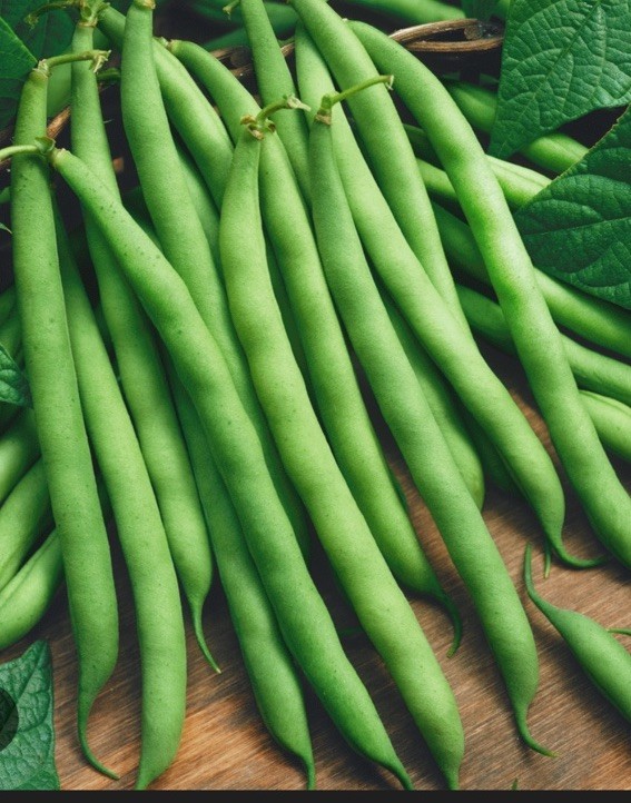BEAN, PROVIDER BUSH, HEIRLOOM, 50+ SEEDS, NON GMO, GREEN BEANS