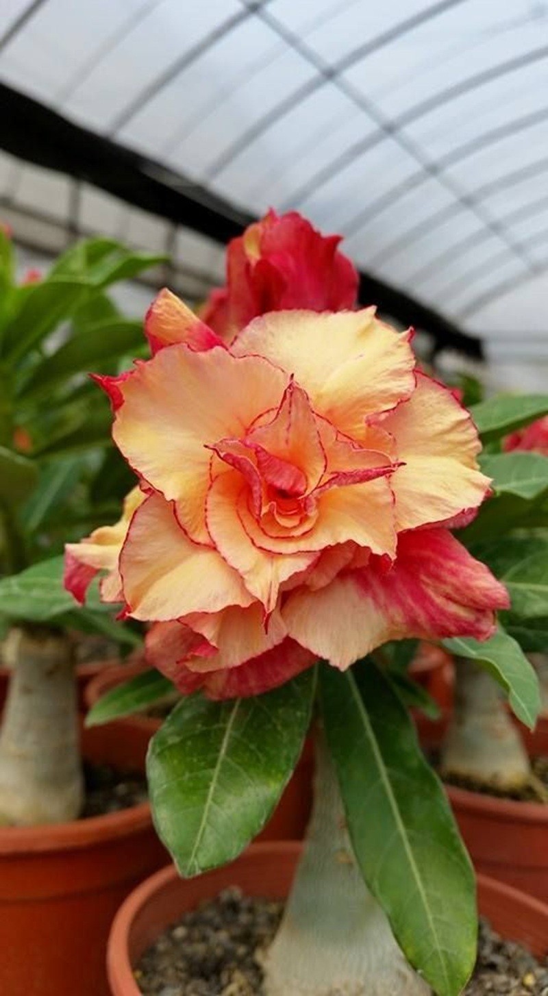 4 Seeds Adenium Obesum Desert Rose “Orange Red” Perennial Seed Flower