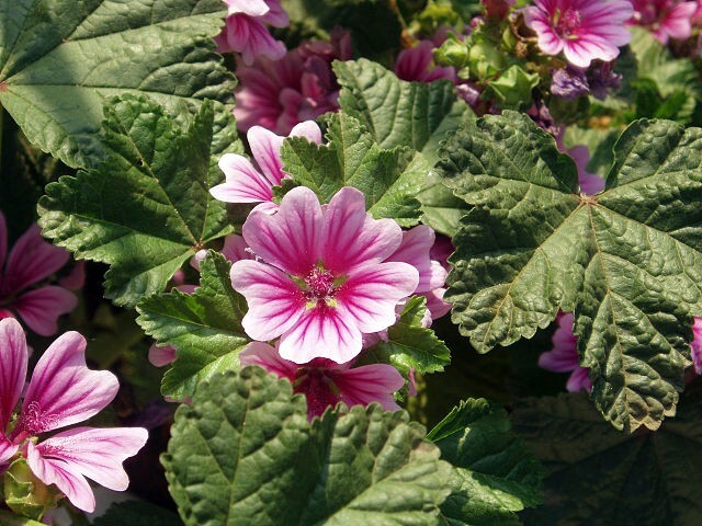 ZEBRA MALLOW 100 SEEDS, WHITE w/PURPLE, ZEBRA STRIPED FLOWERS, MALVA SYLVESTRIS