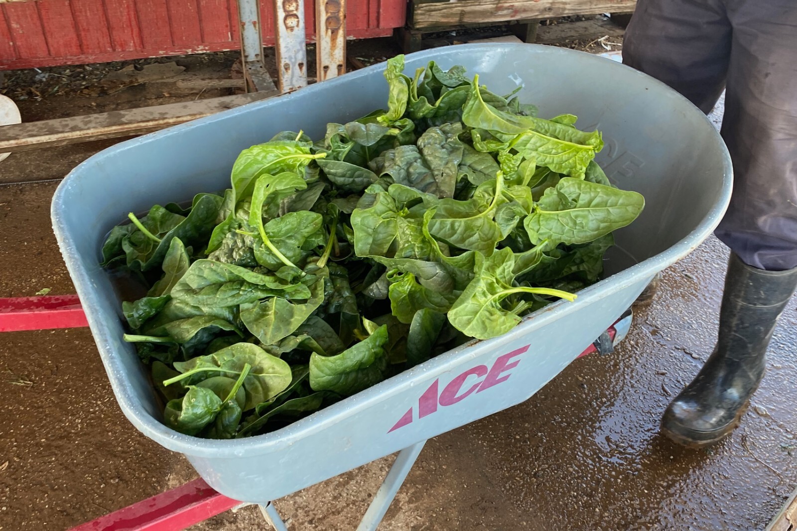 Equinox Spinach Seeds: Grow Very Healthy Noble Water Spinach USA Organic Non-GMO