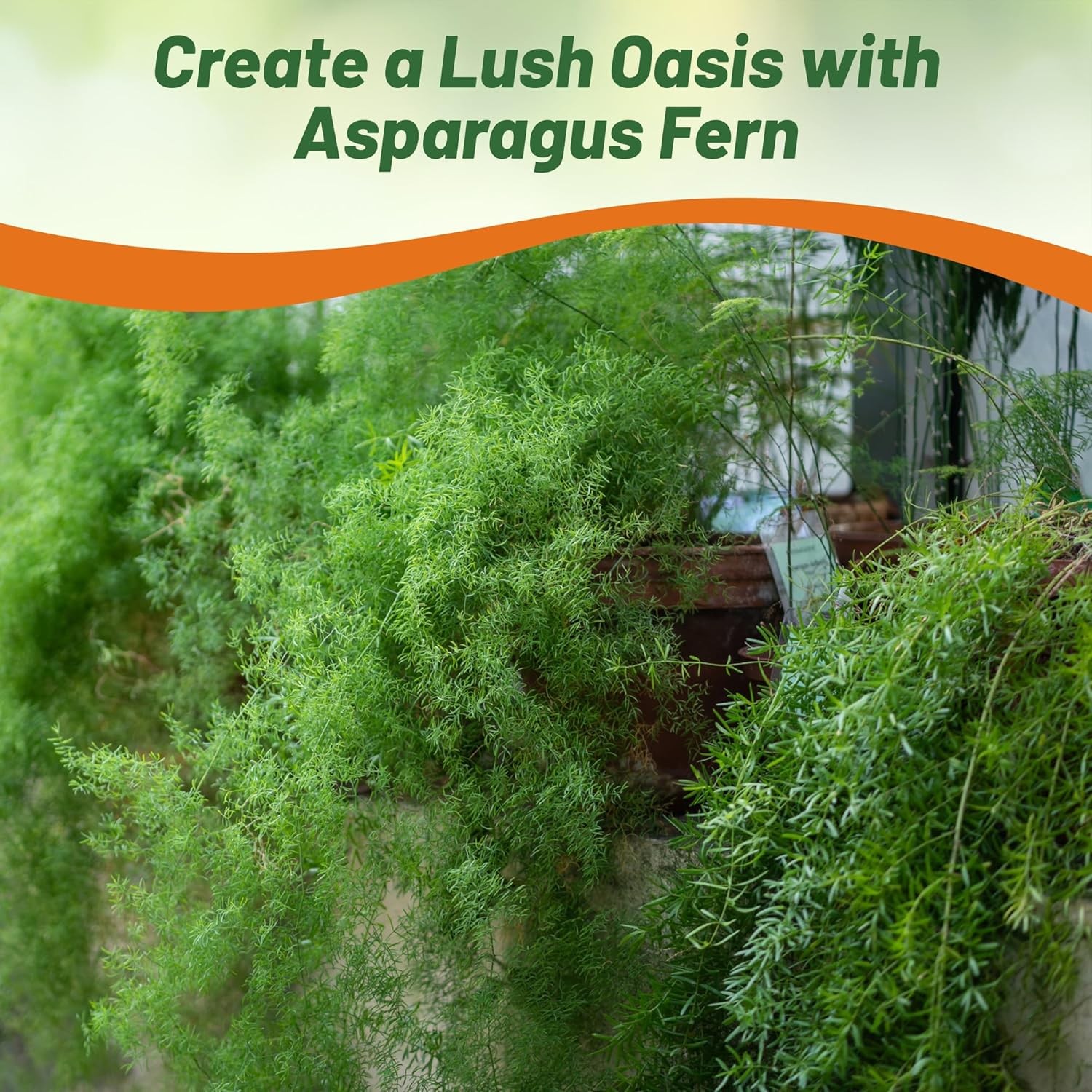 200 Seeds Asparagus Fern Drought Tolerant Garden Flower Plant Seed