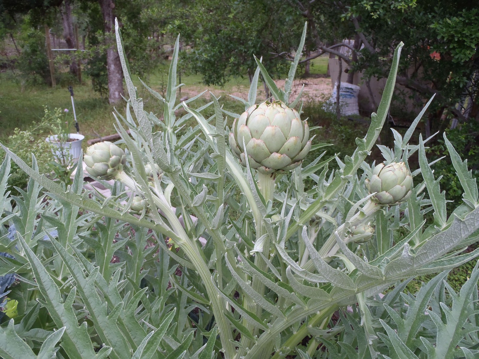 Green Globe Artichoke 20 Seeds. Free Shipping!