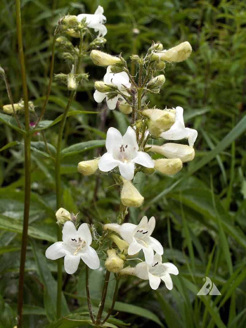 Penstemon SMOOTH WHITE Perennial Foxglove Beardtongue Native Non-GMO 1000 Seeds!