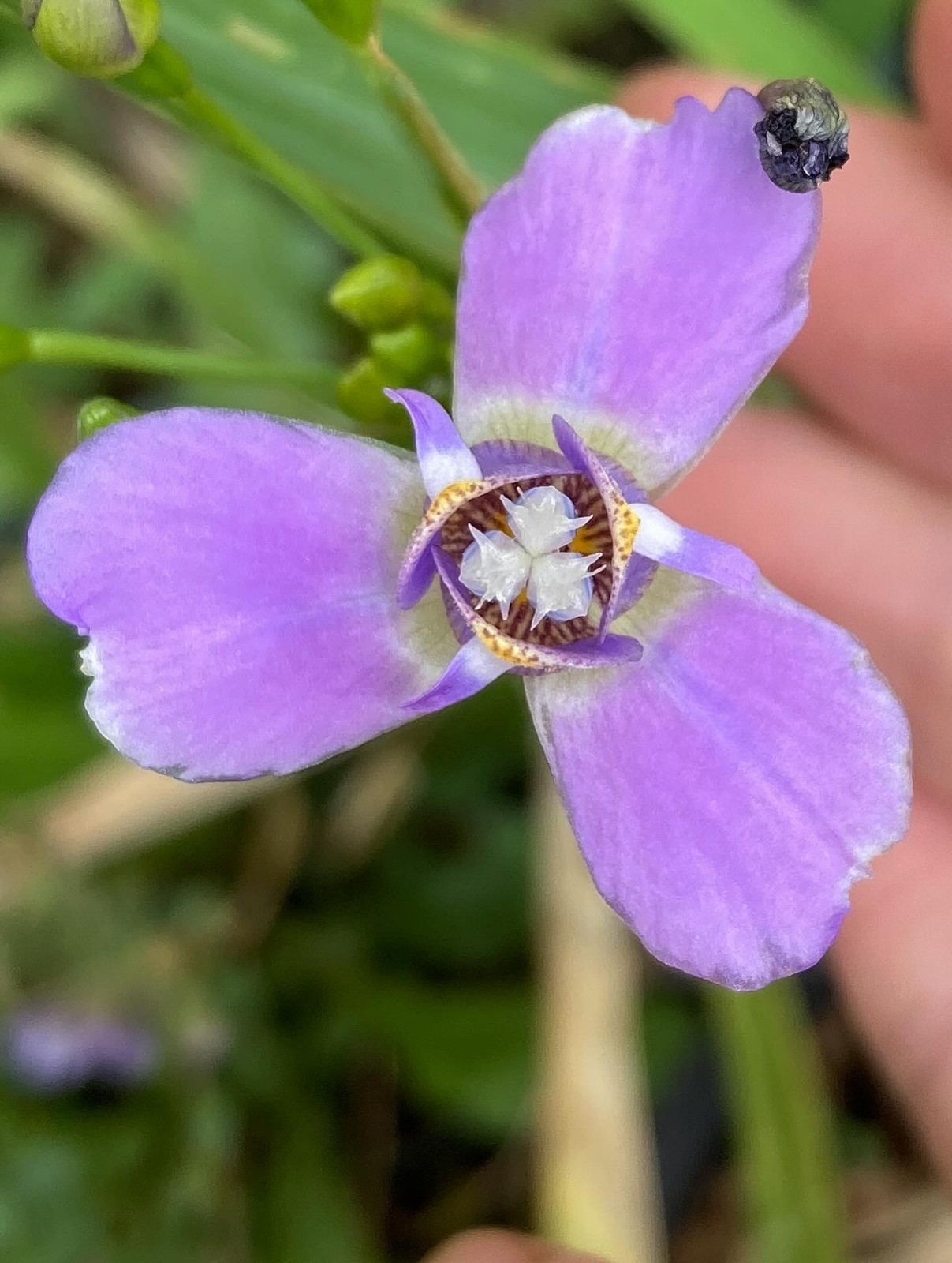 Ennealophus euryandrus Seeds, Flowering Ornamental Tropical Plant