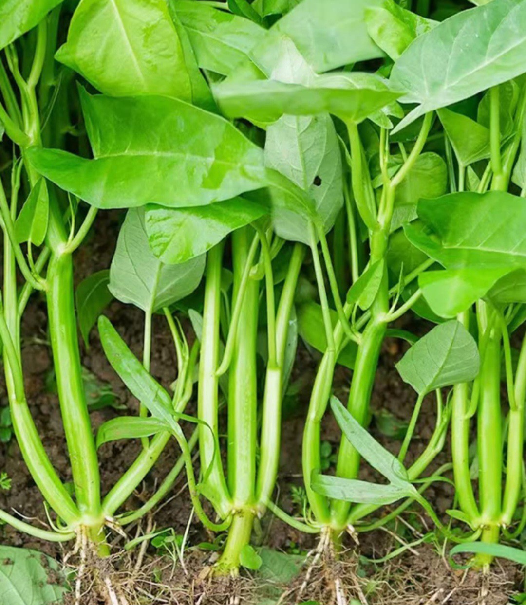 Kangkong Seeds Delicious Vegetable Fried Leaves Chips Stir-fry Steamed Etc 50…