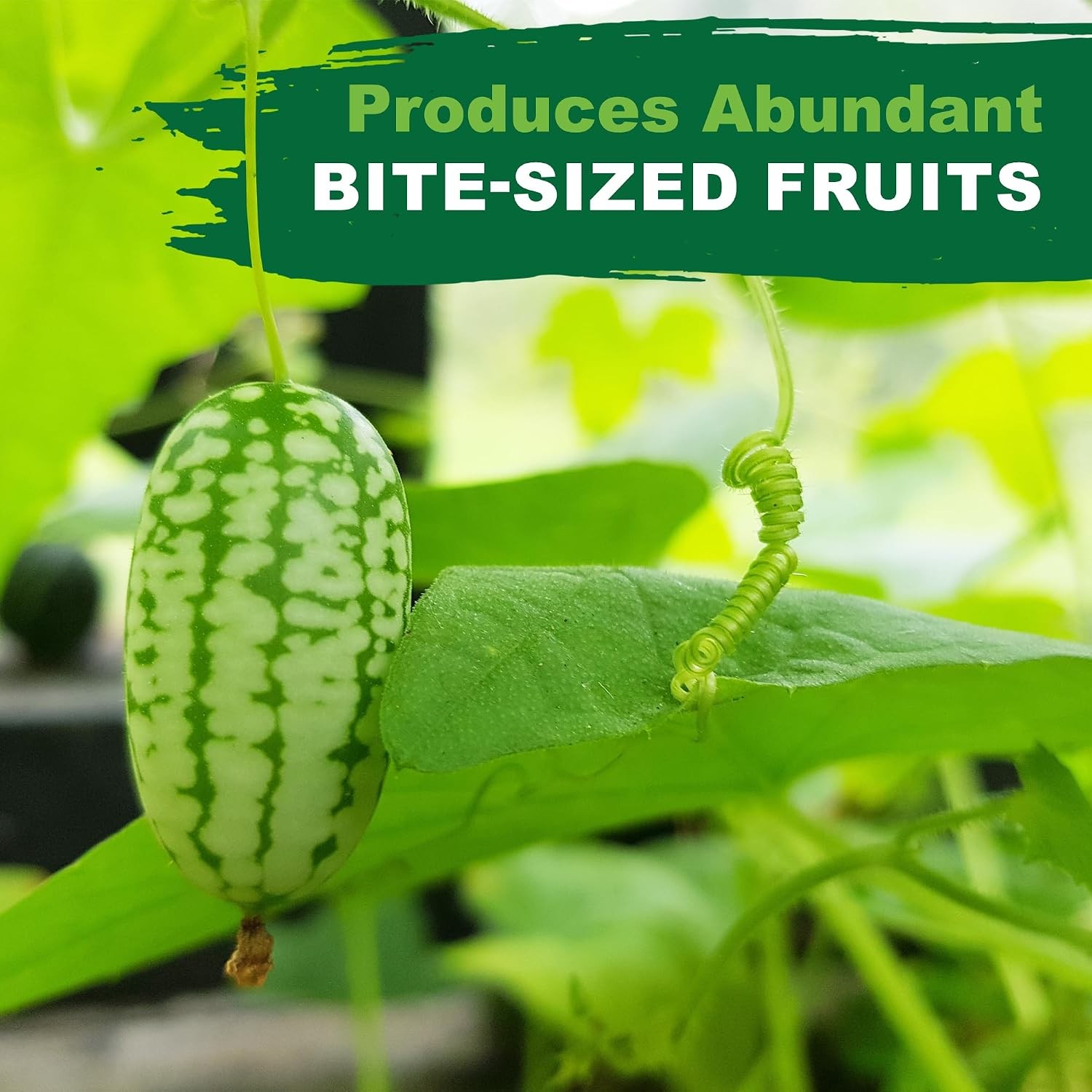 Cucamelon Heirloom Non GMO Vegetable Seeds for Planting, 75 Seeds, Gardening,